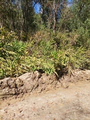 Hedychium coronarium