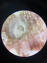 Amphibalanus venustus