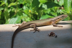 Trachylepis maculilabris