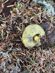 Gastroboletus