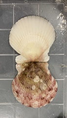 Amphibalanus venustus