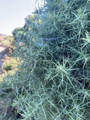 Ulex