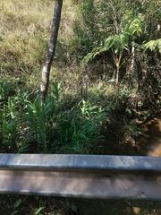 Hedychium coronarium