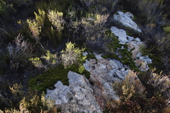 Campylopus bartramiaceus