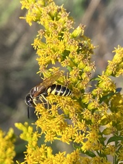 Philanthus triangulum
