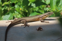 Trachylepis maculilabris
