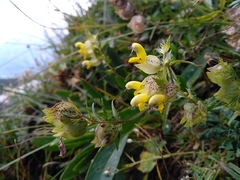 Rhinanthus glacialis