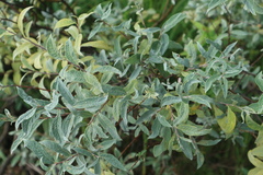 Salix lapponum