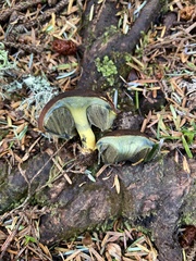Gastroboletus