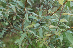 Salix lapponum
