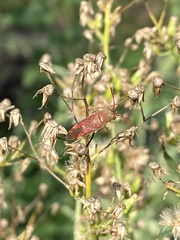 Pantilius tunicatus