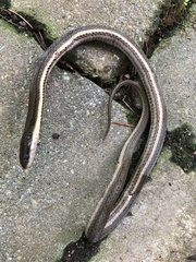 Regina septemvittata