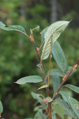 Salix lapponum