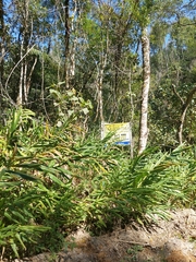 Hedychium coronarium
