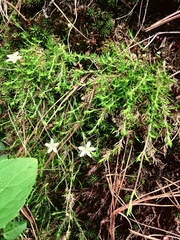 Arenaria lycopodioides