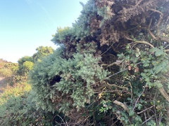 Ulex