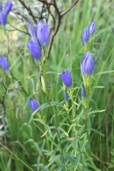 Gentiana pneumonanthe