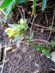 Rhinanthus glacialis