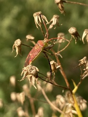 Pantilius tunicatus