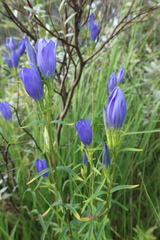 Gentiana pneumonanthe