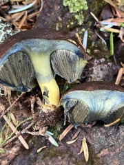 Gastroboletus
