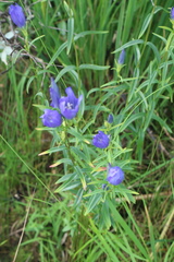 Gentiana pneumonanthe