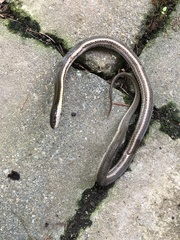 Regina septemvittata