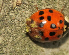 Hesperomyces harmoniae