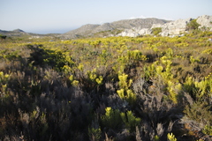Leucadendron laureolum