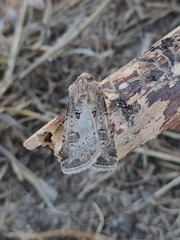 Agrotis bigramma