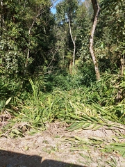 Hedychium coronarium