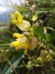 Rhinanthus glacialis