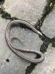 Regina septemvittata