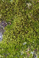 Campylopus bartramiaceus