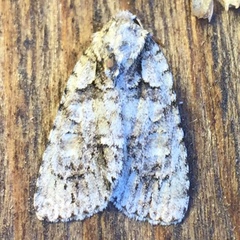 Acronicta ovata