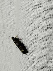 Epinotia maculana