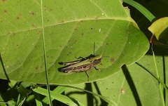 Omocestus rufipes