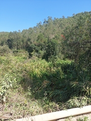 Hedychium coronarium
