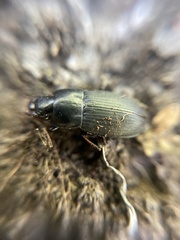Harpalus