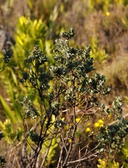 Podalyria calyptrata