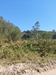 Hedychium coronarium