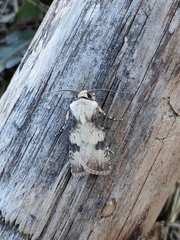 Agrotis puta