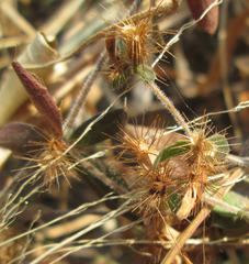 Blepharis maderaspatensis