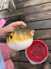 Sphoeroides maculatus