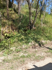 Hedychium coronarium