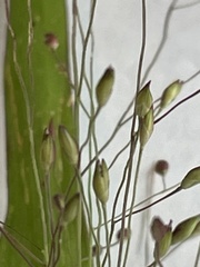 Panicum capillare
