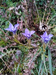 Gentianopsis ciliata