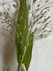 Panicum capillare