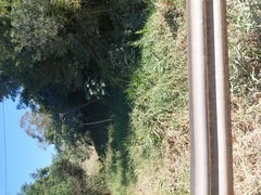 Hedychium coronarium