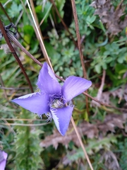 Gentianopsis ciliata